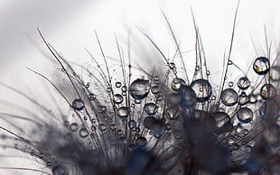 Macro Photography of droplets of water